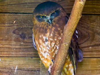 Close-up of owl perching on wood