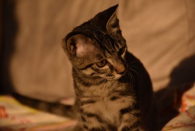 Close-up of a cat looking away