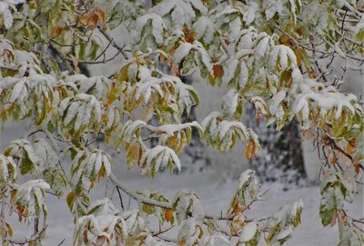 Full frame shot of snow covered land