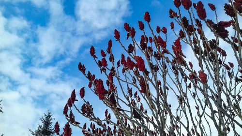 Low angle view of tree against sky