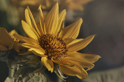 Close-up of yellow flower