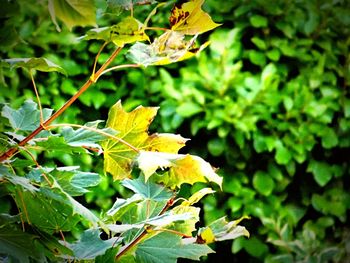 Close-up of leaves on twig