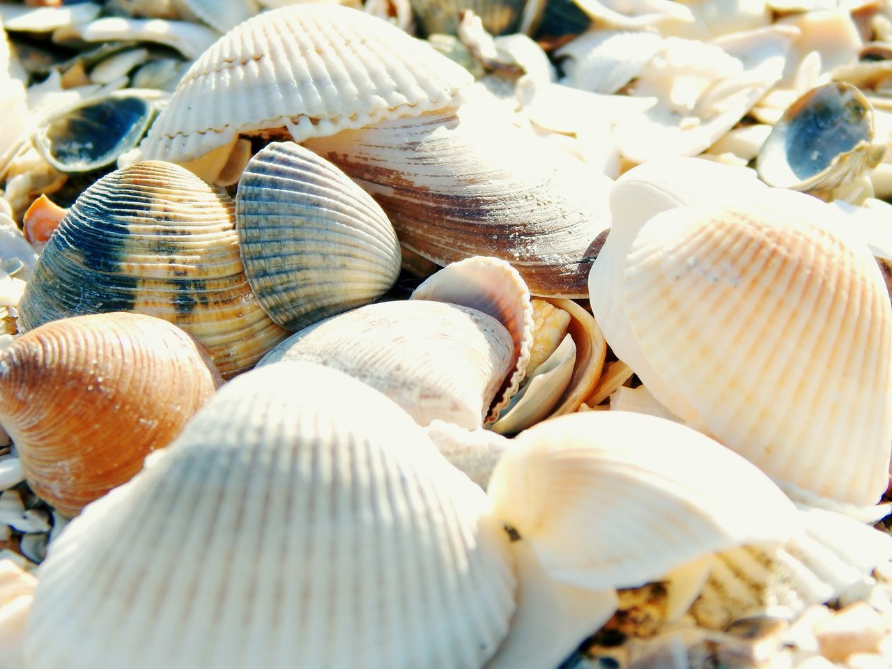 Ionel Leonard Ticala