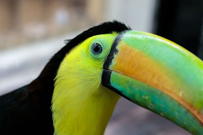 Close-up of parrot