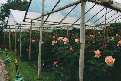 Close-up of flowering plants in greenhouse