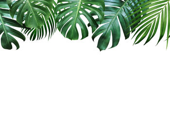 Close-up of palm leaves against white background