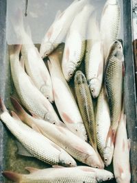 High angle view of fish in container at market for sale