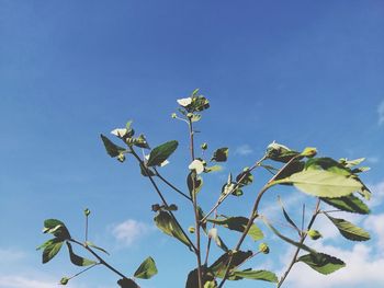 Low angle view of flowering plant against blue sky