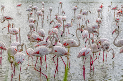 View of birds in lake