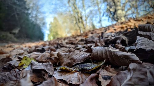 Close-up of dried leaves on ground