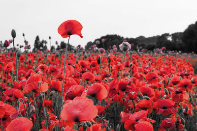 Close-up of red poppy flowers in field