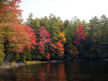 Scenic view of lake by trees in forest during autumn