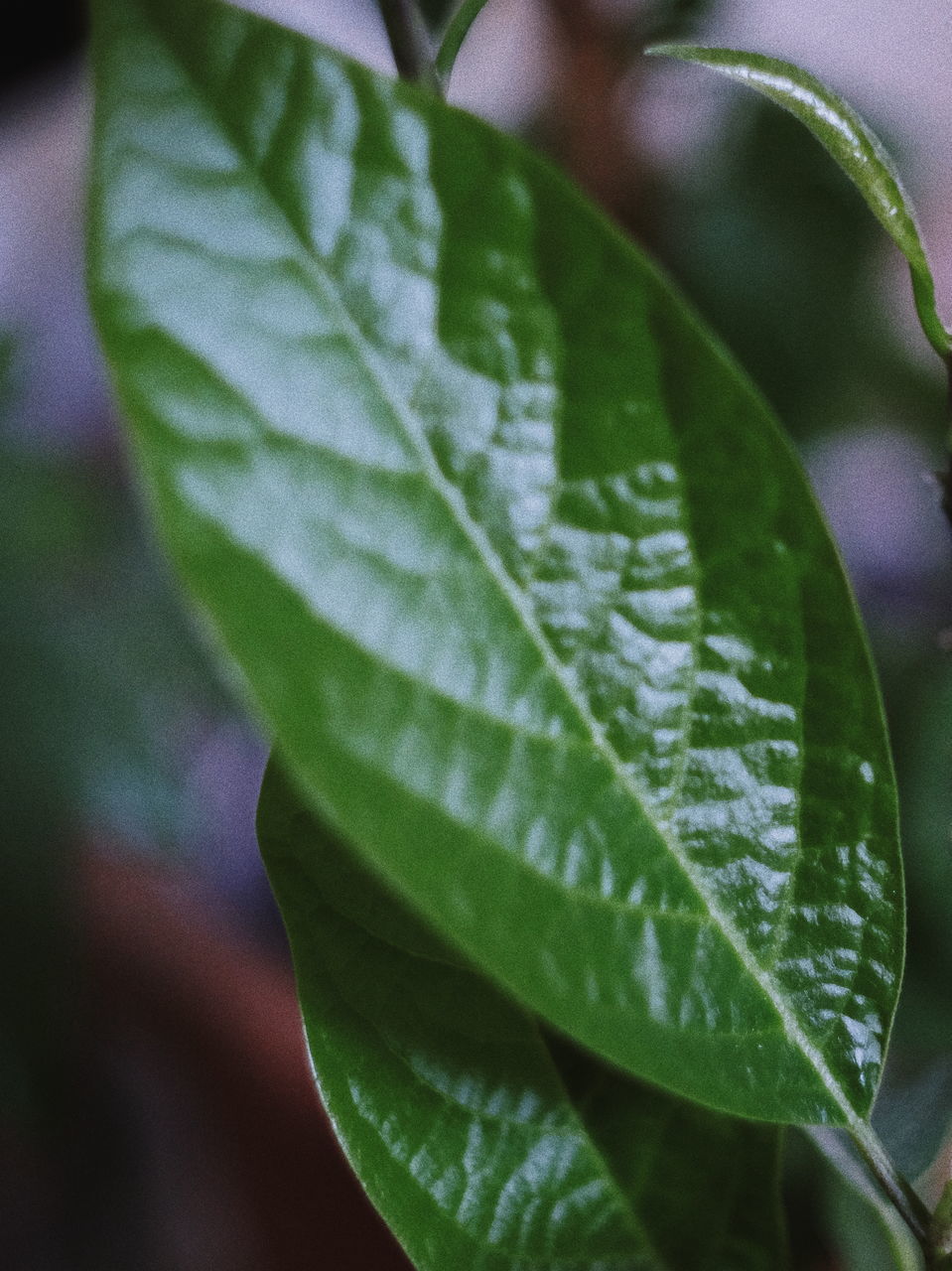 CLOSE-UP OF PLANT LEAVES