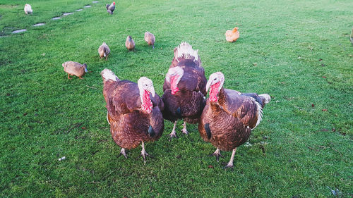 High angle view of birds on field