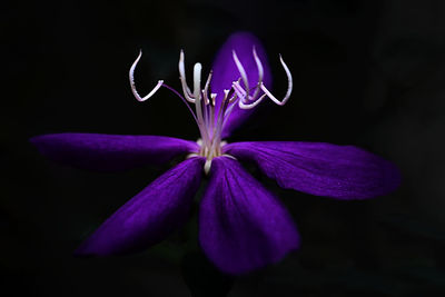 Close-up of purple flower