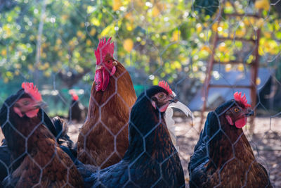 Close-up of rooster in farm