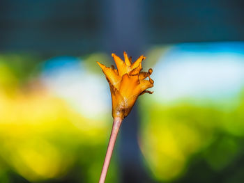 Close-up of yellow flower bud