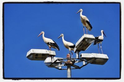 Low angle view of seagulls perching on railing