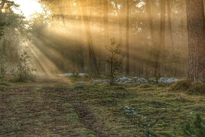 Sunlight through trees in forest