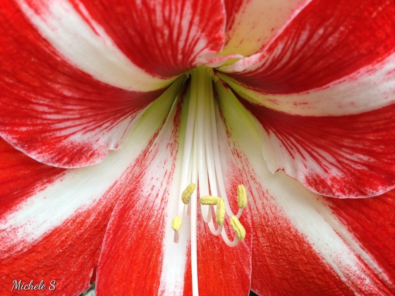 flower, red, petal, freshness, flower head, full frame, close-up, backgrounds, single flower, stamen, fragility, pollen, macro, extreme close-up, beauty in nature, vibrant color, detail, yellow, no people, nature