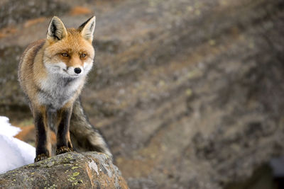 Fox standing on rock