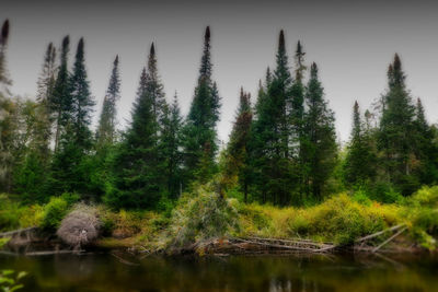 Scenic view of lake in forest against sky