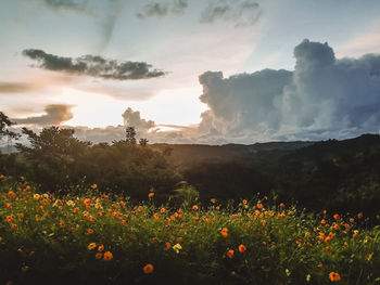 Scenic view of flowering trees on field against sky