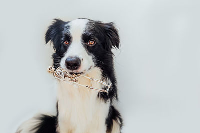 Portrait of dog against white background