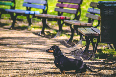 Dog sitting on bench in park