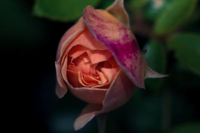 Close-up of pink rose flower