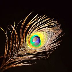 Close-up of peacock feather against black background