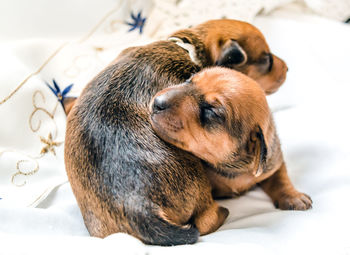 Cute little newborn miniature pinscher whelps cuddling up
