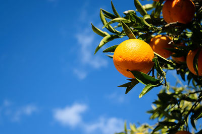 Low angle view of fruits on tree against sky