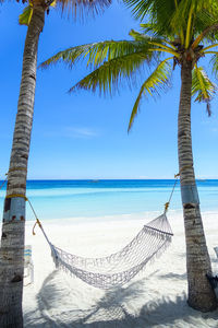 Palm trees on beach against blue sky