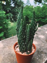 Close-up of succulent plant