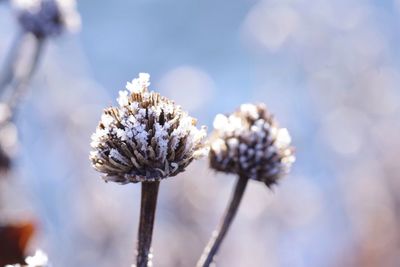 Close-up of wilted flower plant