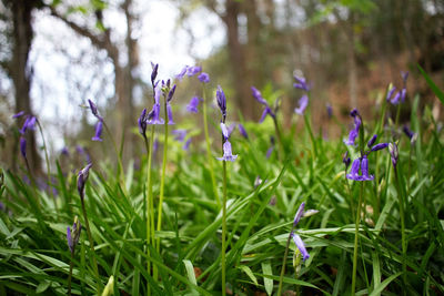 Close-up of purple crocus blooming on field
