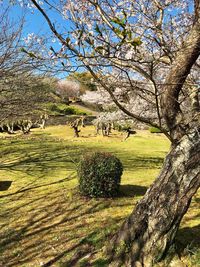 Scenic view of trees on field