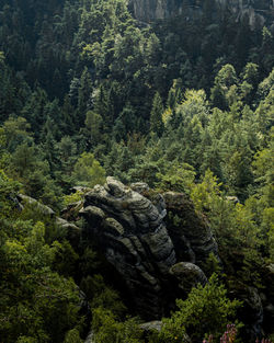 High angle view of pine trees in forest