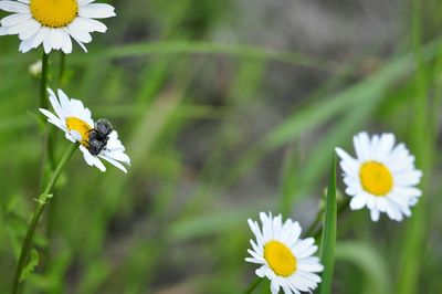 Close-up of white daisy blooming outdoors