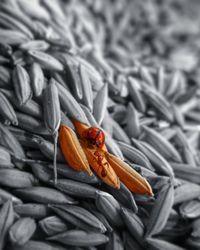 High angle view of insect on leaf