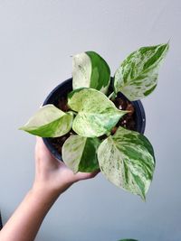 Close-up of hand holding leaves over white background