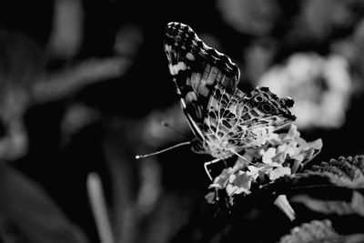 Close-up of butterfly pollinating on flower