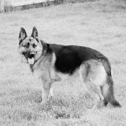 Dog standing on grassy field