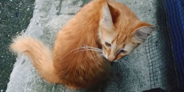 High angle view of cat relaxing outdoors