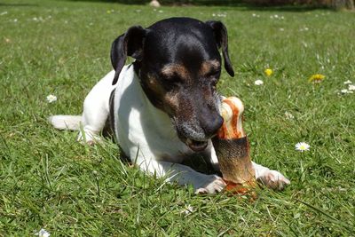 Close-up of dog sitting on field