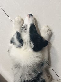animal