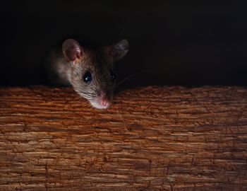 Close-up of rat on table