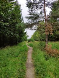 Narrow footpath along plants and trees
