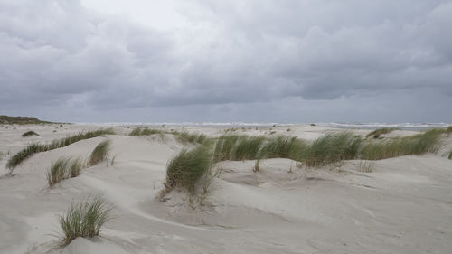 Langeoog strand